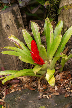 Vriesea bromeliad with a bright red flower spike growing among bark and wooden logs in a tropical garden.