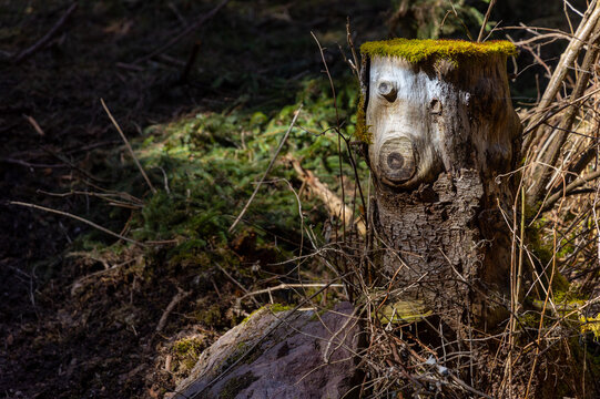 Face on tree stump in the forest near Oberhof in Thuringian Forest