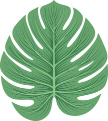 Green monstera leaf illustration with detailed veins on white background tropical foliage element © MdTofazzal