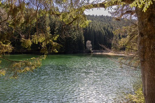 View throught trees on Langer-Grunds-Teich near Oberhof