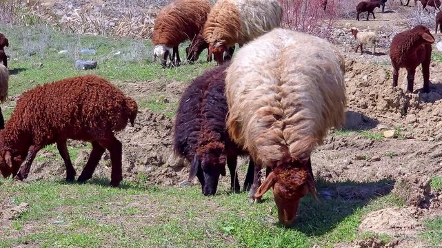 Sheep graze in grassy field. Animals have thick wool coats. Scene shows multiple sheep eating grass. Dirt patches appear near grass. Some sheep have dark brown fur. Sunlight brightens the field