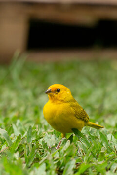 Small bright yellow bird perched on vibrant green grass in a sunlit garden, side profile of a wild canary or saffron finch in nature.