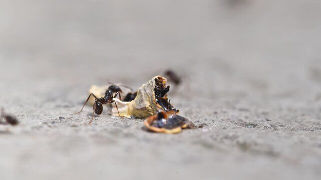 Ants carry food scraps across a gritty surface. Small black ants move with purpose. Natural behavior in a close-up view