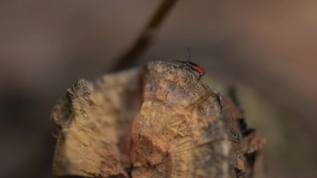 Red and black tick on tree bark close up