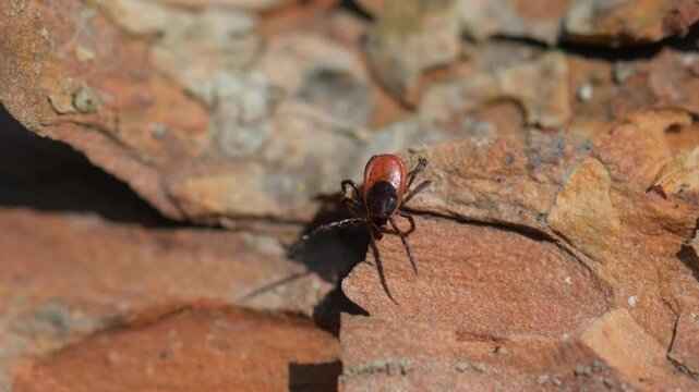 Red and black tick on tree bark close up