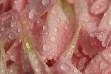 Fototapeta premium Close-up selective soft focus cream beige pink Flower bud Petal, leaf with Water Drops. Natural art macro background.