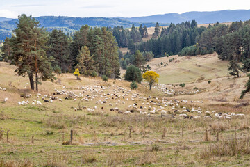 Flock of sheep in a mountain pasture.