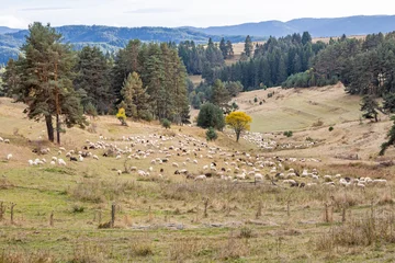 Fototapeten Schafe Flock of sheep in a mountain pasture.  © Emily_M_Wilson