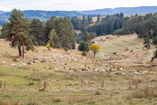 Flock of sheep in a mountain pasture.