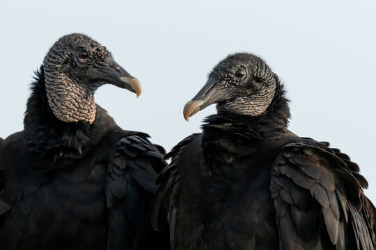 Pair of Black Vultures Standing Together Against Pale Sky Background