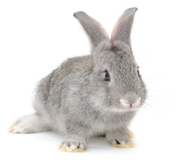 Obraz premium Gray Rabbit Sitting Isolated on White Background