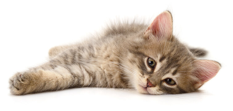 Gray Striped Kitten Lying Down Isolated on White Background