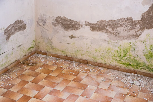 Damp wall with green algae infestation and peeling plaster.