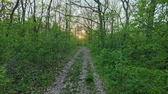 Dirt path winds through forest undergrowth. Sumarice Park, Kragujevac, Serbia