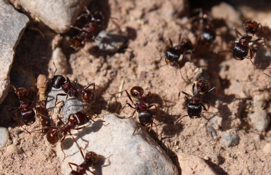 Worker ants on ground