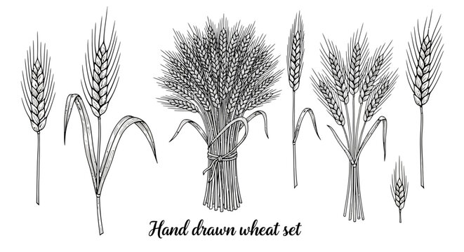 Hand drawn wheat, wheat illustrations, grain icons, vector set