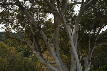Eucalyptus tree trunks in dense forest landscape outdoors © KIRA POSLAVSKAIA