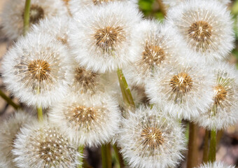 A cluster of dandelion seed heads (Taraxacum officinale), also known as puffballs or clocks © sebi_2569