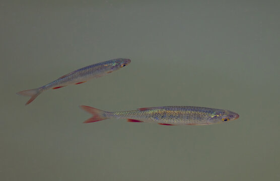 Two young Squalius cephalus fish in the water