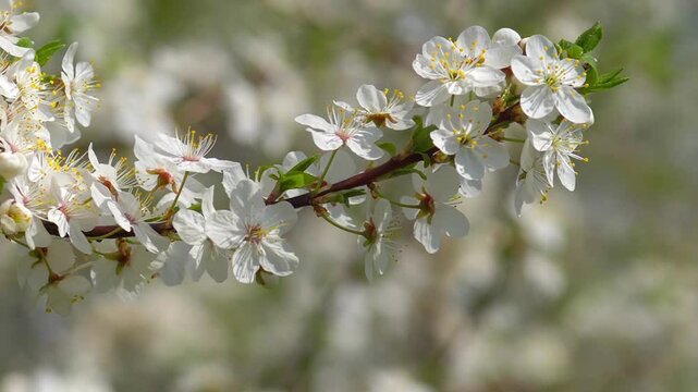 Cherry Plum Blossoms Swaying &mdash; Gently Moving White Cherry Flowers, Prunus Cerasifera Spring Branch, and Bright Orchard Bokeh
