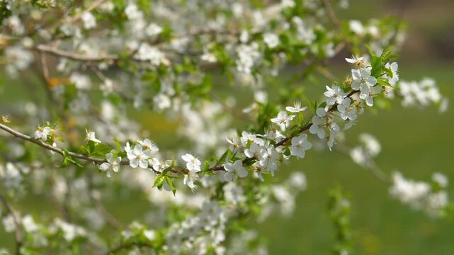Calm Alycha Plum Branch in Bloom &mdash; Peaceful White Cherry Blossoms Swaying, Prunus Cerasifera Spring Atmosphere, and Soft Garden Bokeh