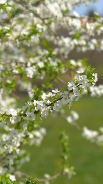 Vertical B-Roll of Calm Alycha Plum Branch in Bloom &mdash; Peaceful White Cherry Blossoms Swaying, Prunus Cerasifera Spring Atmosphere, and Soft Garden Bokeh