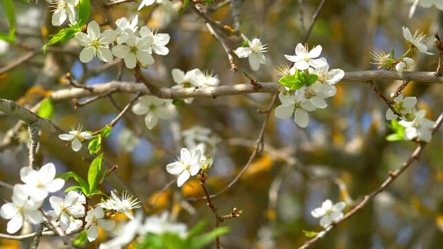 Cinematic Slow Motion of Falling Petal from Alycha Plum Branch &mdash; Cherry Plum Blossoms Swaying in Wind, Prunus Cerasifera Spring Bloom, and Soft Forest Bokeh