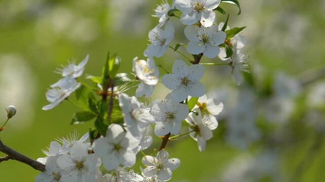 Cinematic Video of Alycha Diploid Plum Branch Swaying in Wind &mdash; Detailed View of Prunus Cerasifera White Blossoms, Cherry Plum Spring Bloom, and Soft Morning Bokeh