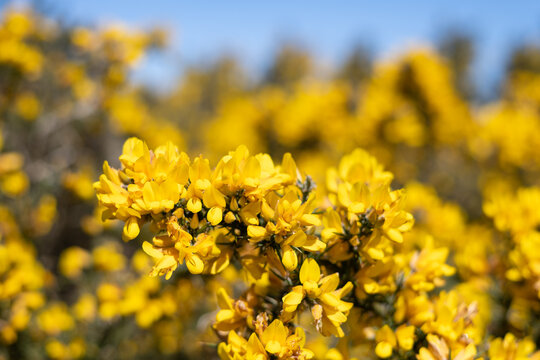 Common gorse (ulex europaeus) flowers in bloom