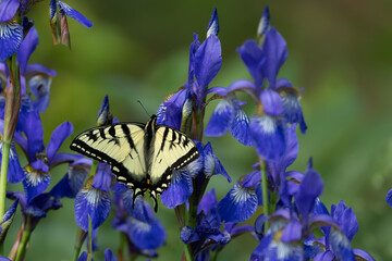 Swallowtail butterfly feeding on a blue iris flower © Paul Roedding