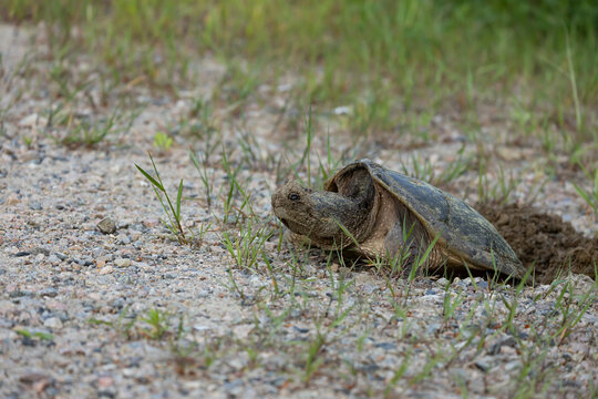 Snapping turtle laying eggs in a gravel nest dug with its hind legs 