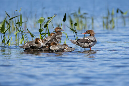 A family of common mergansers on a rock in Ontario 