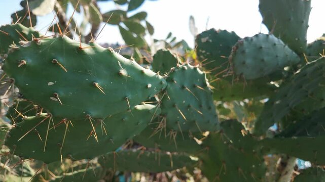 Detailed closeup of prickly pear cactus paddles with sharp golden spines and blurred Antalya cityscape in background.