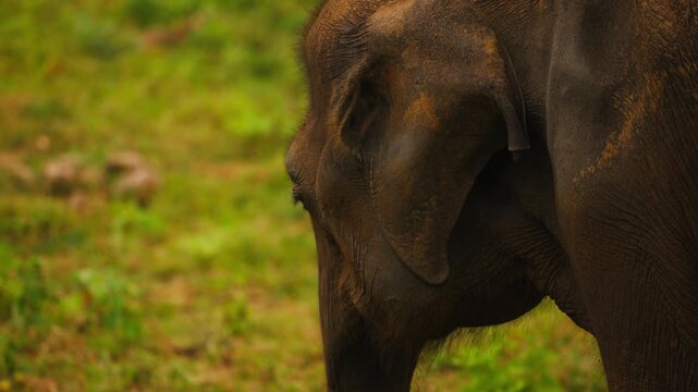 Beautiful Asian elephant roaming in the wild savanna of Sri Lanka