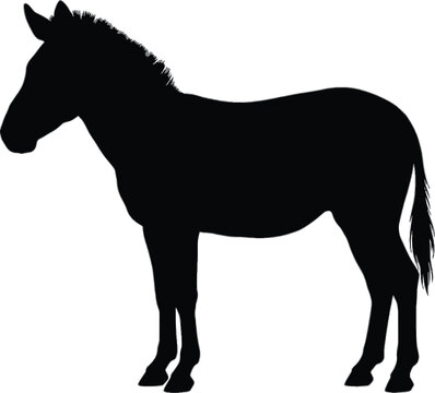 silhouette of a horse