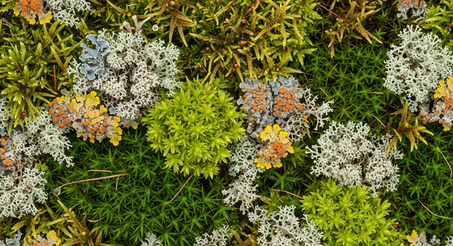 Vibrant forest floor texture with various types of green moss, white reindeer lichen, and orange crustose lichen