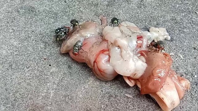 Green bottle flies feeding on raw fish flesh on a wooden surface.