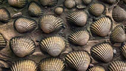 Natural texture of cockle shells embedded in sandy soil © Dohoy