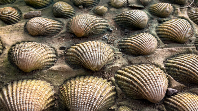 Fossilized Ribbed Shells Embedded in Ancient Sedimentary Rock