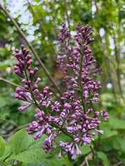 Obraz premium Violet and purple branches of lilac in a spring park
