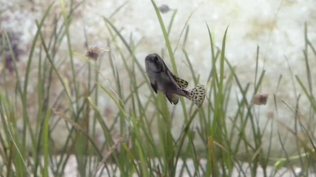 Macro Close Up of Small Fish in Natural Water Habitat