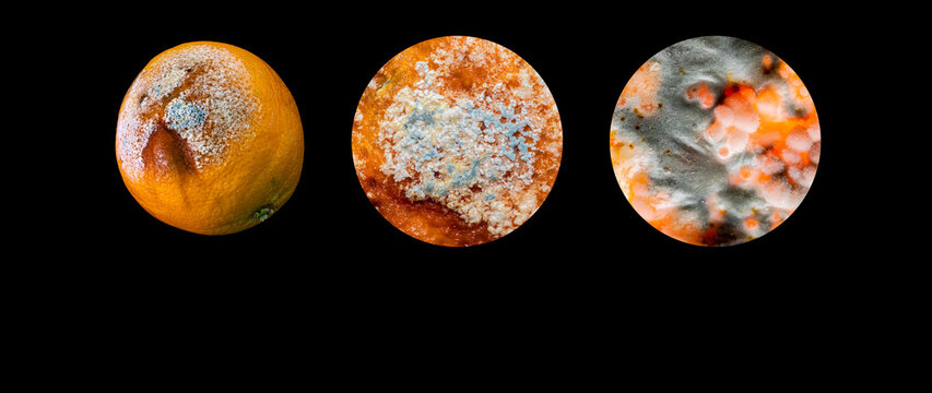 Moldy orange progression from visible contamination to microscopic fungal growth