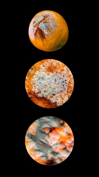 Vertical scientific composition of moldy orange from visible mold to microscopic fungi