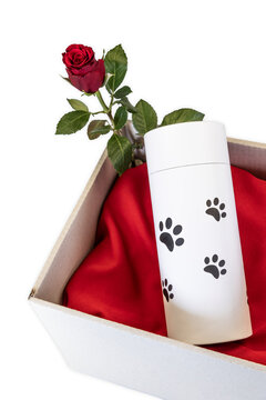Pet urn with paw prints with single red rose