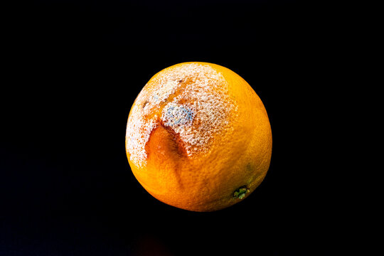 Moldy orange with fungal contamination on dark background