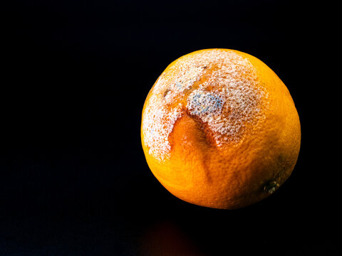 Moldy orange with fungal contamination on dark background