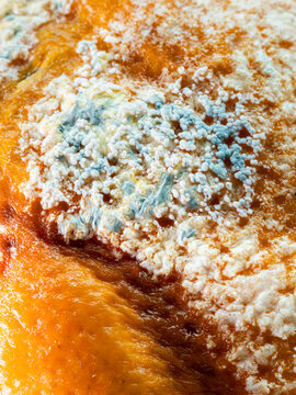 Close-up of fungal growth and mold texture on spoiled orange