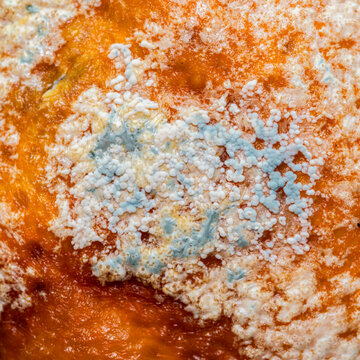 Close-up of fungal growth and mold texture on spoiled orange