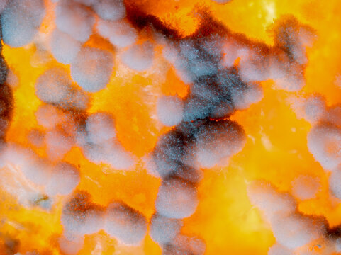 Microscopic fungal growth and mold colonies on spoiled orange surface
