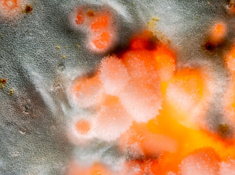 Microscopic fungal growth and mold colonies on spoiled orange surface